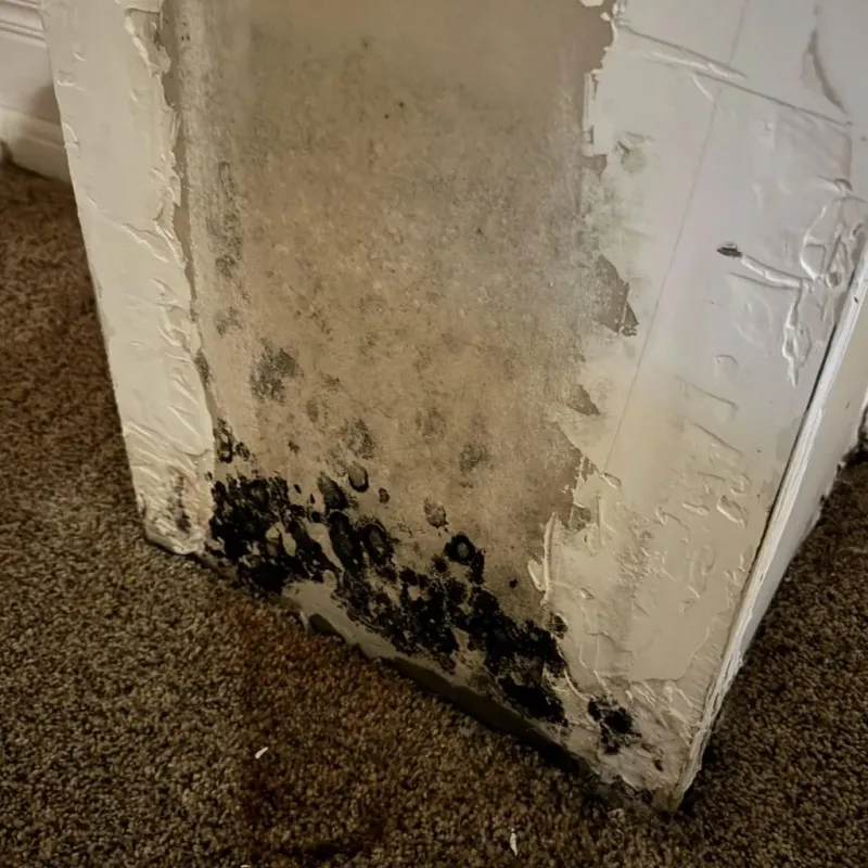 Professional Mold Removal in Stigler, OK
